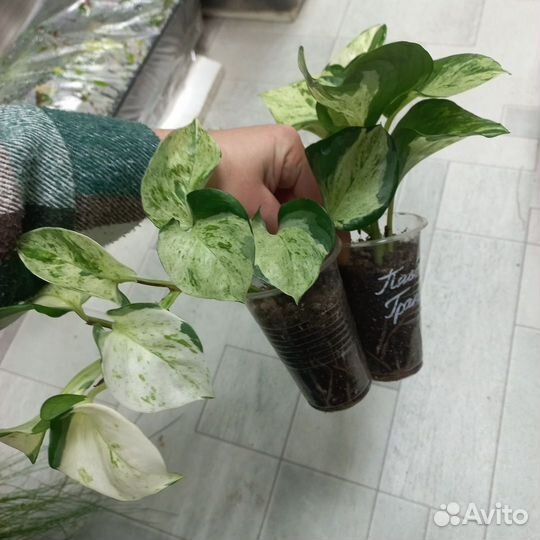 Сциндапсус