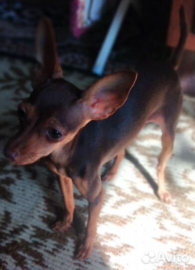 Мини той-терьер щенки