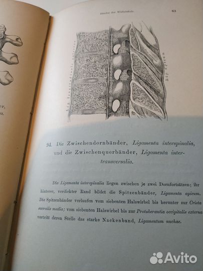Книга по анатомии человека