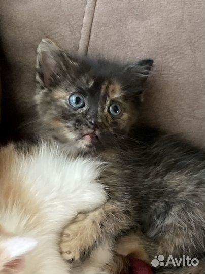 Трехцветный котенок