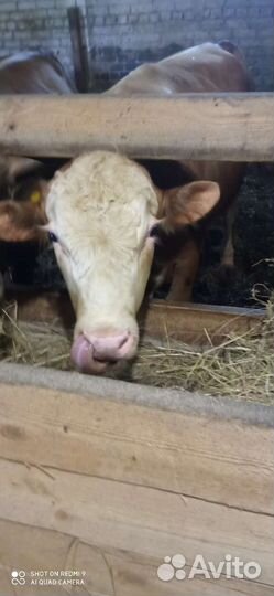 Мясо телятина, говядина