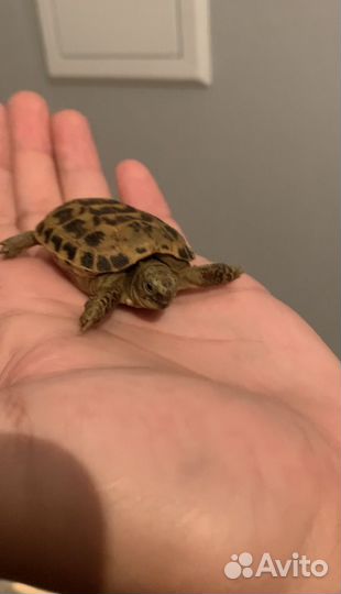 Черепаха сухопутная