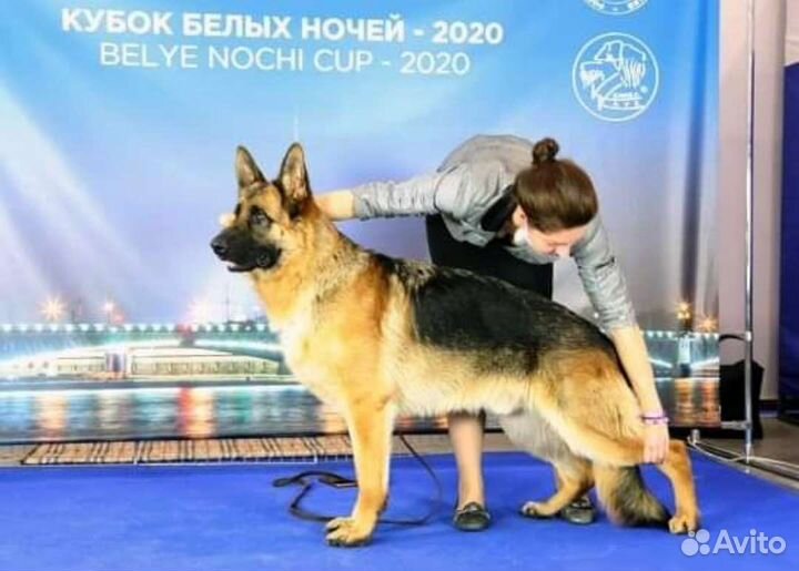 Щенки немецкой овчарки