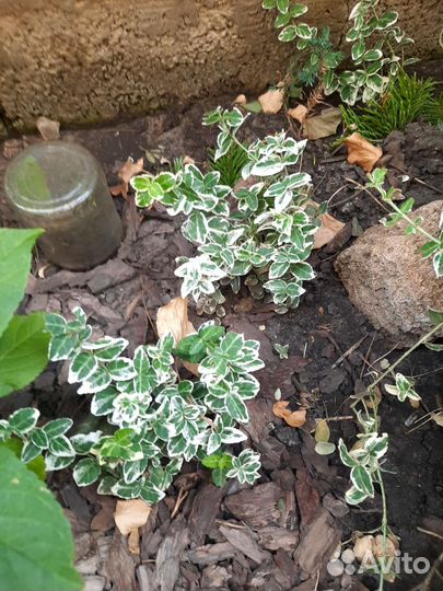 Кустики бересклета