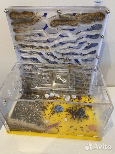 Муравьиная ферма большая