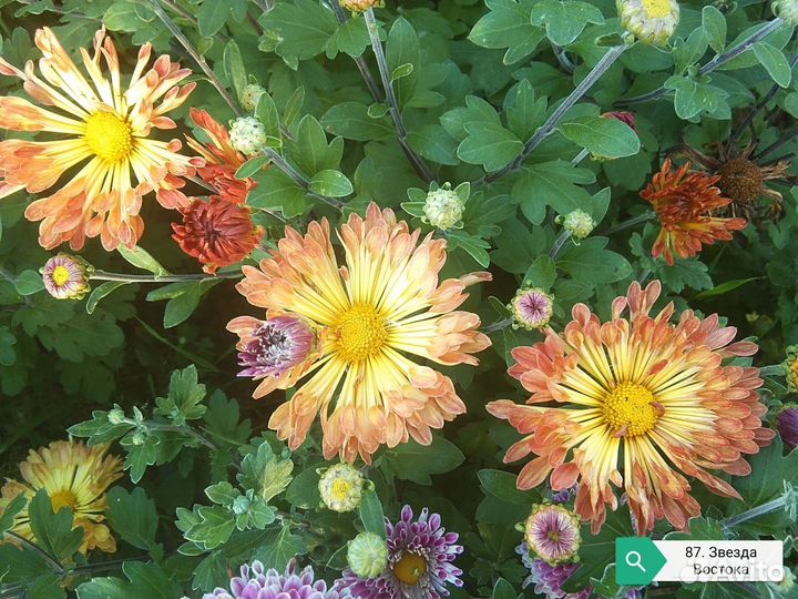 Хризантемы