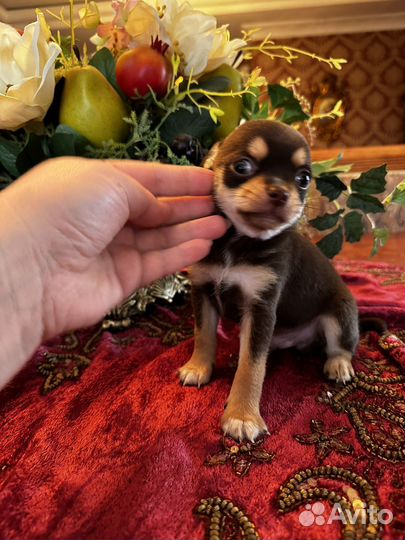 Щенки чихуахуа мини