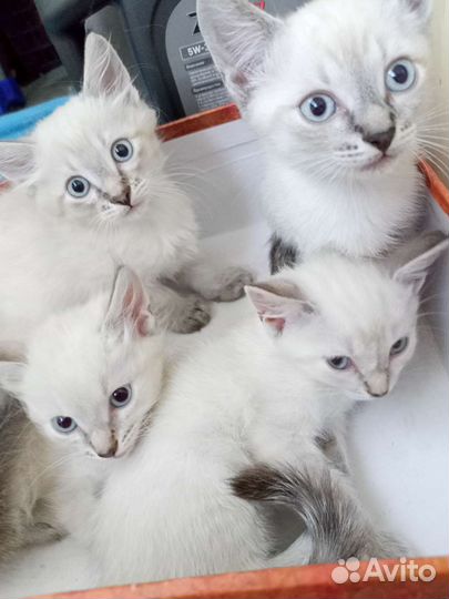 Отдам котят