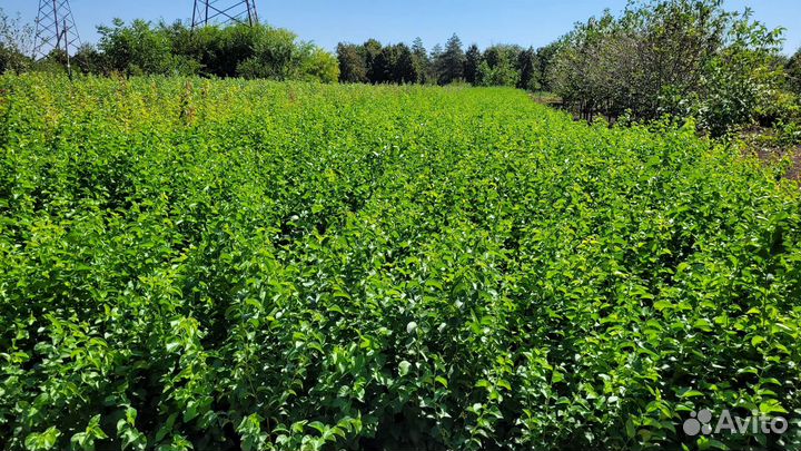 Подвой антипка (моголебка)