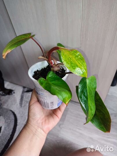 Филодендрон медуза