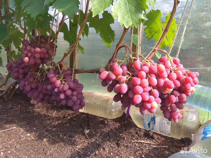 Виноград саженцы