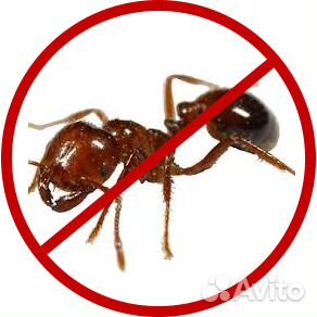 Дезинфекция от клопов, тараканов, муравьёв