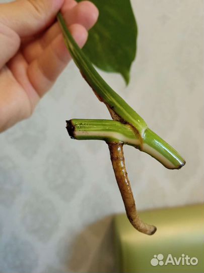 Монстера вариегатная