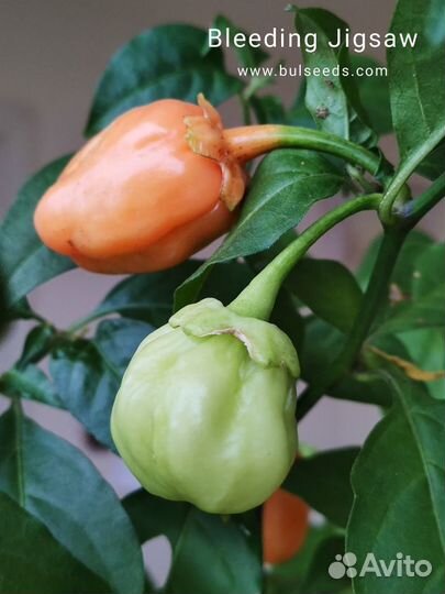Семена перца супер острый Блидинг Джигсо-5семян