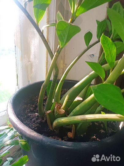 Замиокулькас