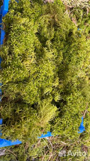 Мох, сфагнум свежий зеленый сразу из леса
