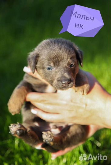 Щенок в добрые руки