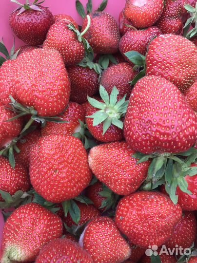 Растения для сада