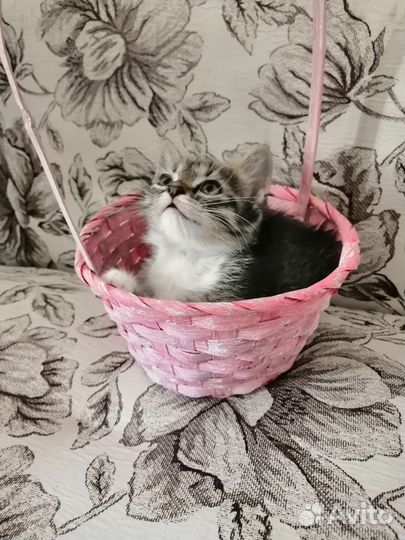 Котенок в добрые руки