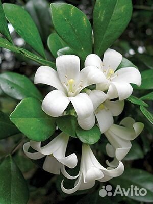 Саженцы комнатной мурайи