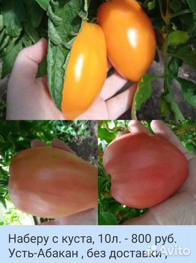 Помидоры свежие домашние