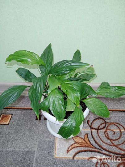 Спатифилум, филодендрон