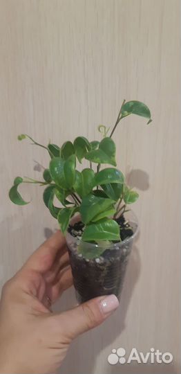 Фикусы твилайт, ирен, барок