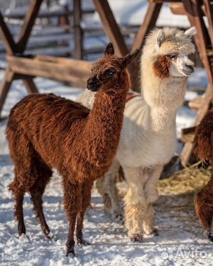 Автобусные туры