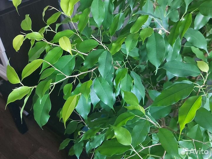 Фикус Голден кинг