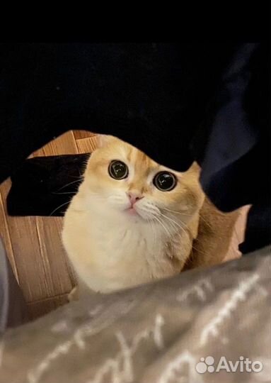 Британская золотая шиншилла ny12