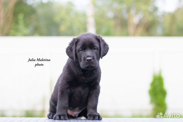 Щенки лабрадора