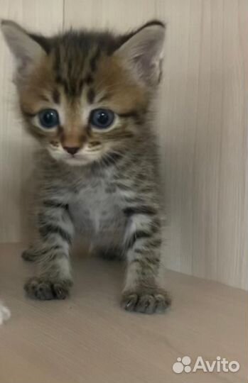 Кошечка 1,5 мес