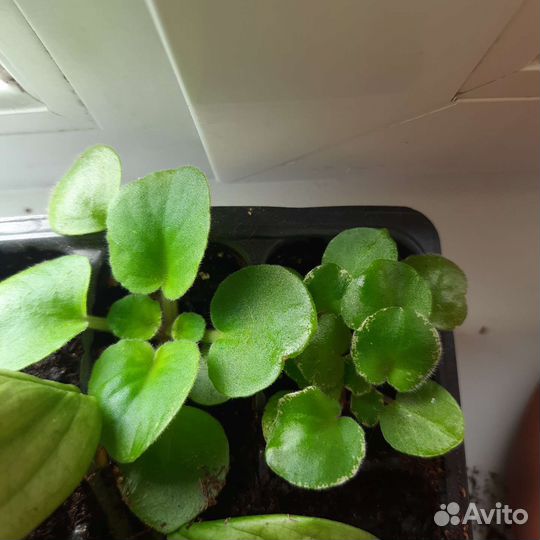 Фиалка сорт мак