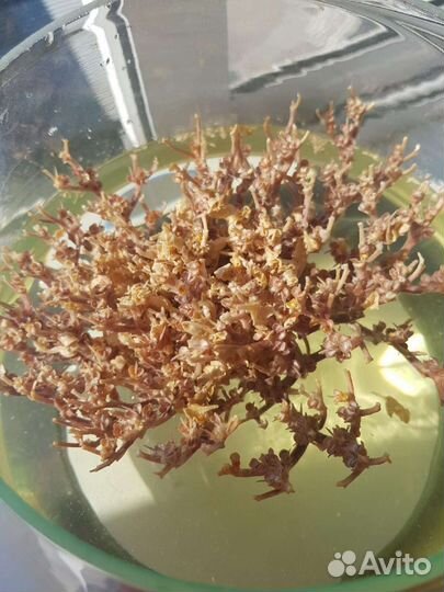 Иерихонская роза