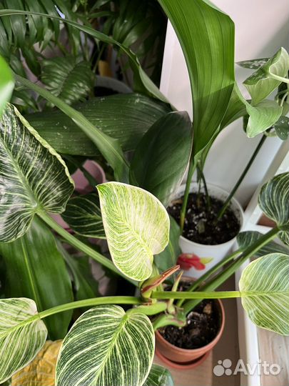 Грунт для комнатных растений