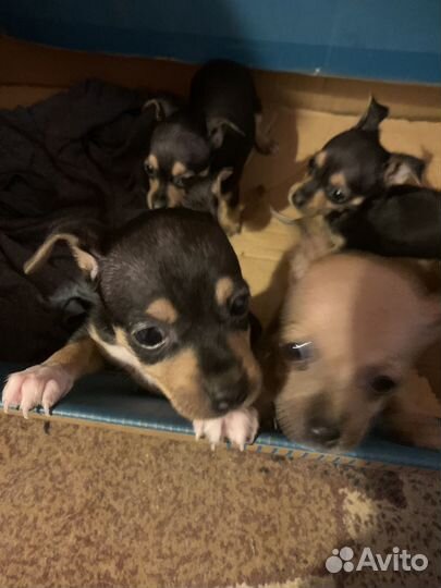 Русский той-терьер