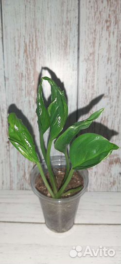 Комнатные цветы