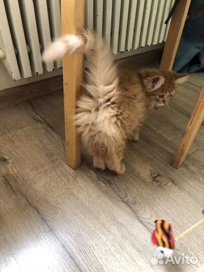 Рыжий котенок с сибирскими корнями