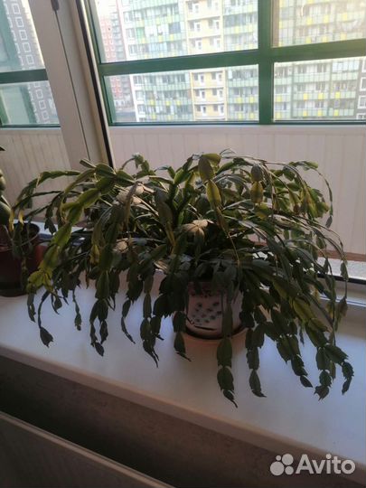 Декабристов, бегония