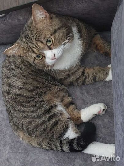 Котик в дар