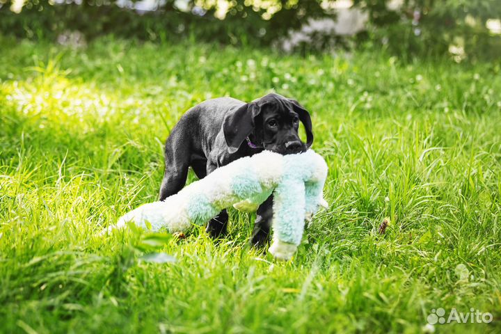 Щенки немецкого дога