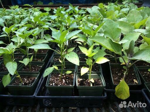 Рассада помидор, огурцы, перцы, клубника, баклажан
