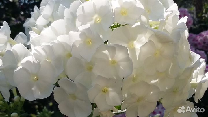 Многолетние садовые растения