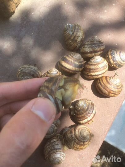 Виноградные улитки