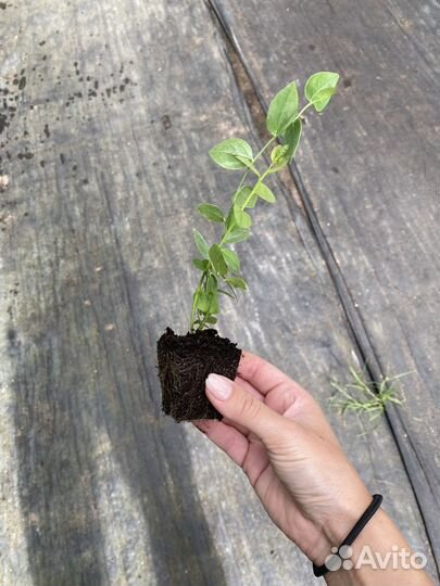 Саженцы голубики от 6 месяцев до 7 лет оптом