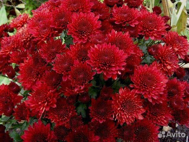 Хризантема мультифлора