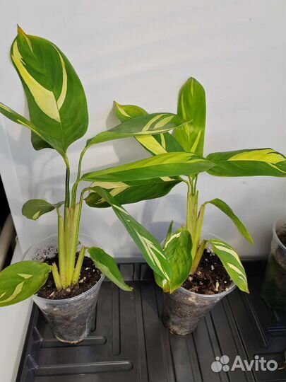 Сингониум imperial вайт, Калатея Лубберса