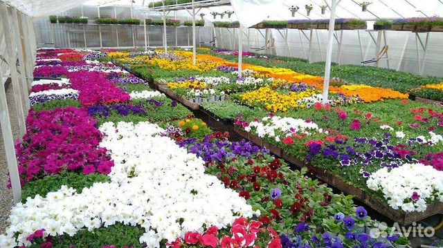 Рассада цветов