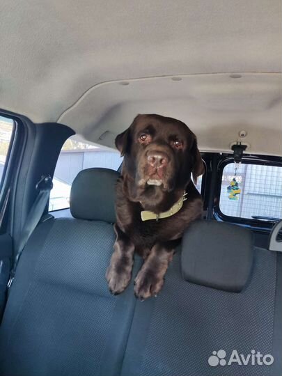 Кобель лабрадора вязка