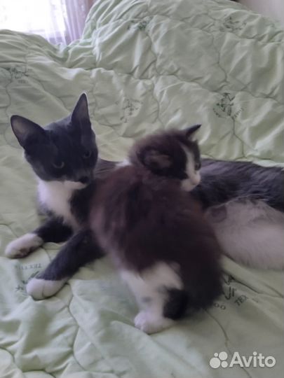 Строчно ищят дом